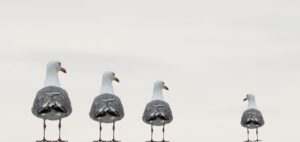 seagulls, fun photo, composing